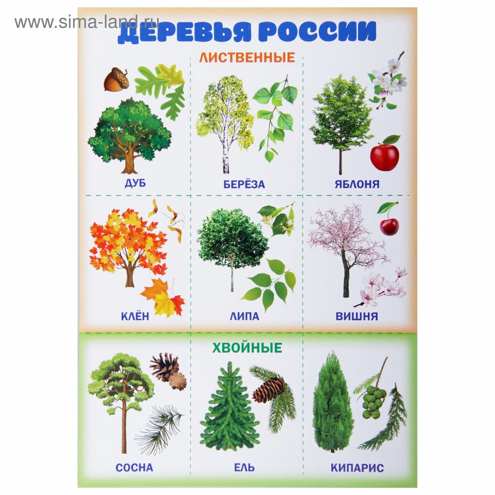 Хвойные деревья России