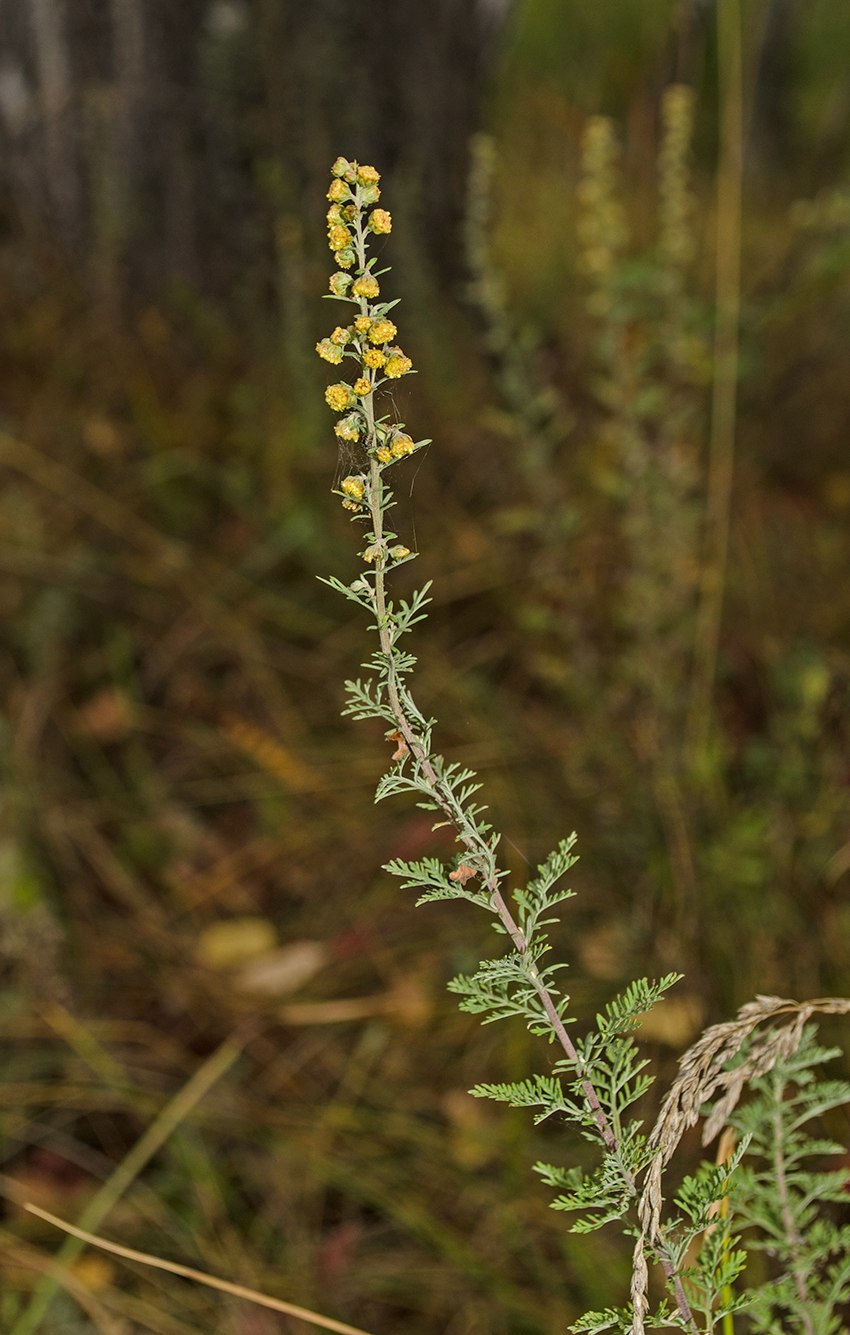 Artemisia Pontica