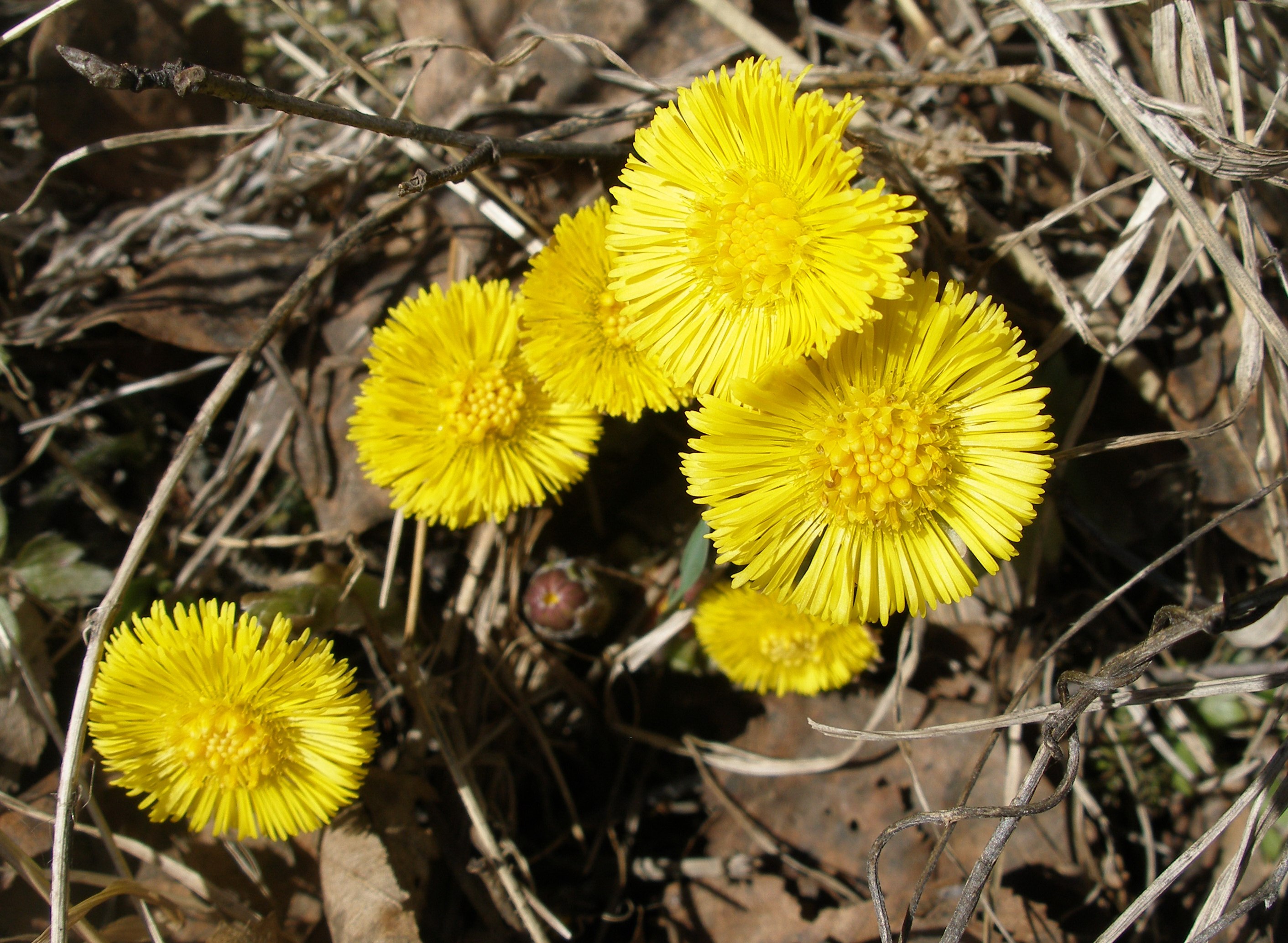 Жёлтые мать-мачехи цветочки