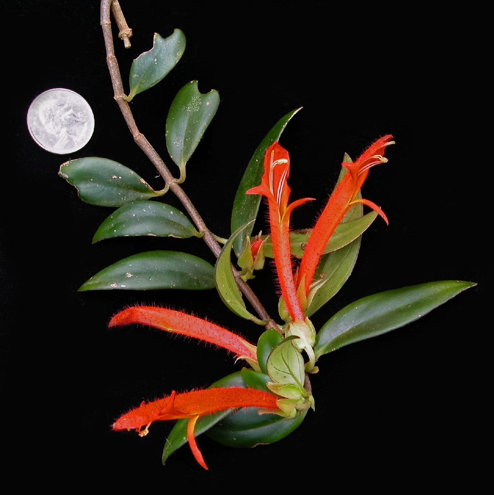 Колумнея microphylla