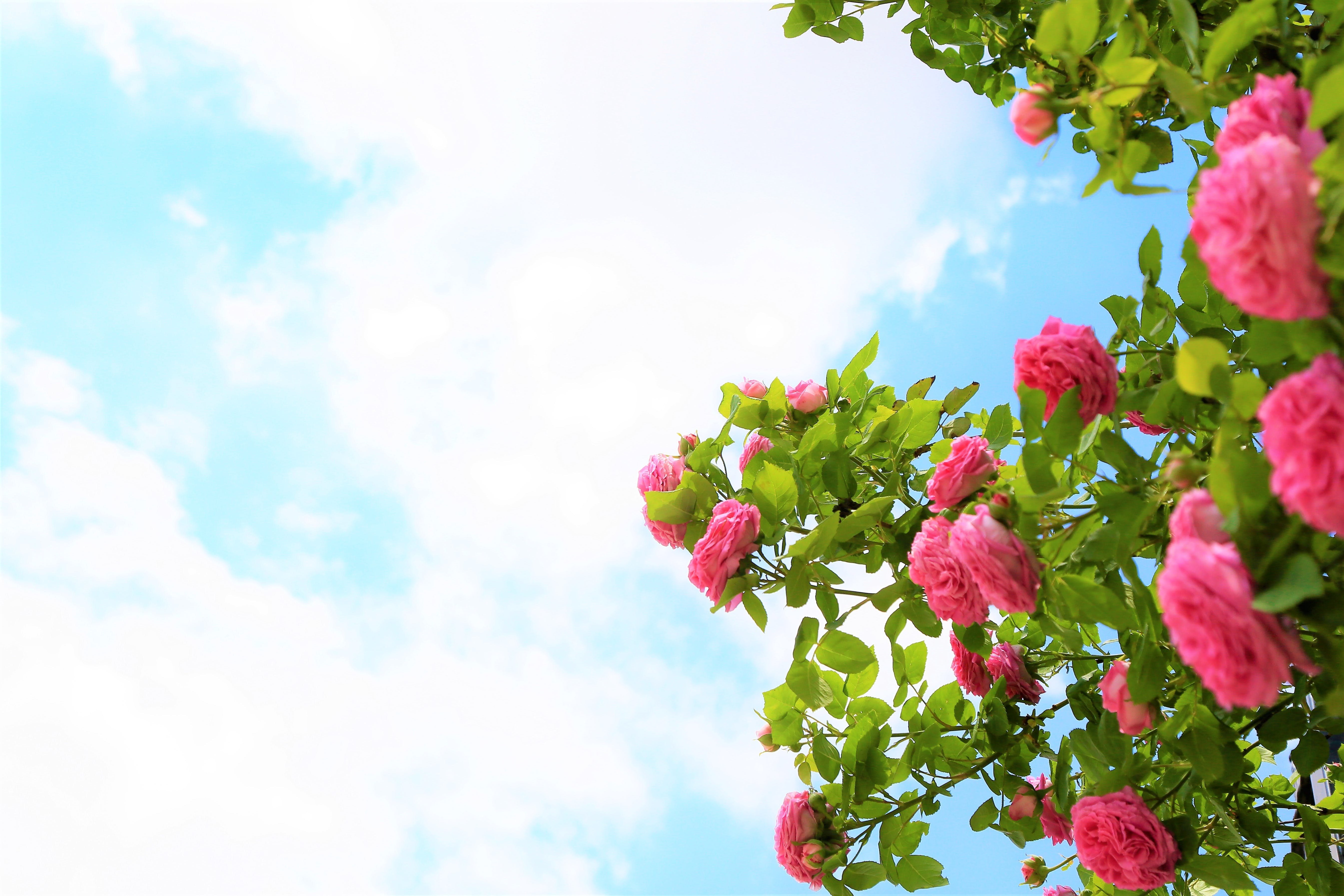Лето цветы розы. Куст розы. Розовый куст. Куст с цветами. Розы на фоне неба.
