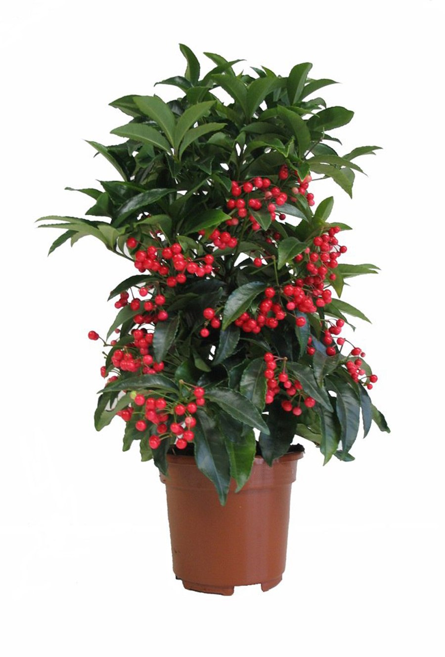 Ардизия крената цветок