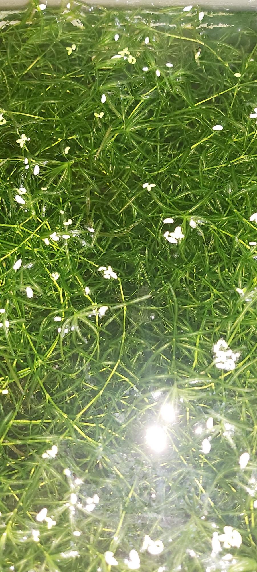 Аква рамтение похожие по видку наяс фотона рогллстник