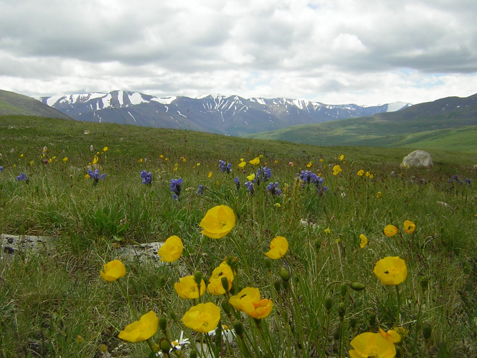Какие люди живут в алтайском крае. Охрана природы Алтайского края. Растительный мир Алтая. Алтай степь цветы. Уникальность природы Алтайского края.