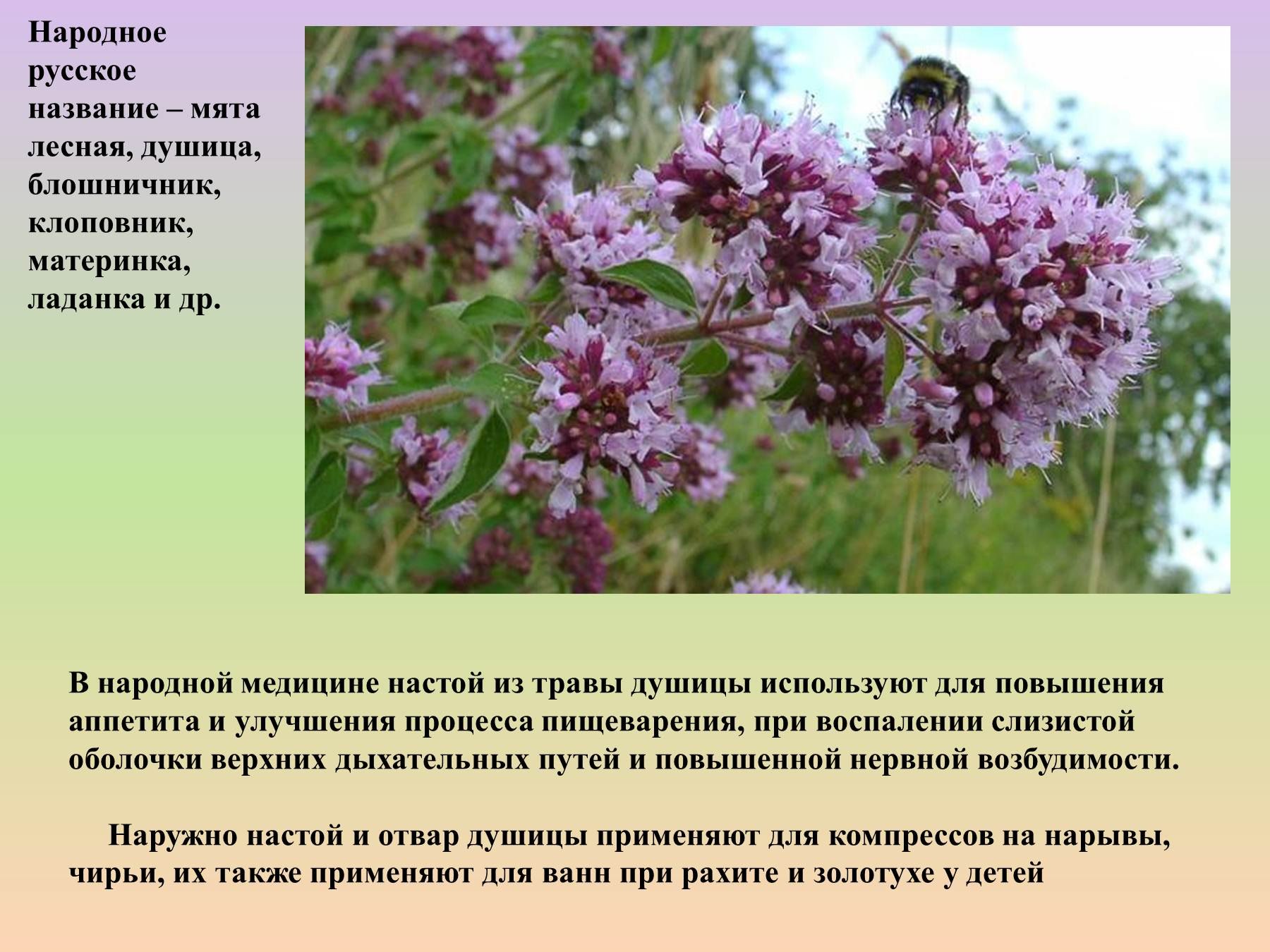Лекарственные травы Красноярского края