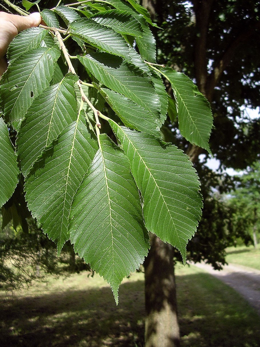 Вяз японский (Ulmus japonica)