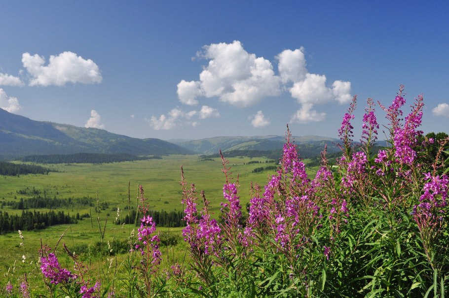 Кузнецкий Алатау Альпийские Луга