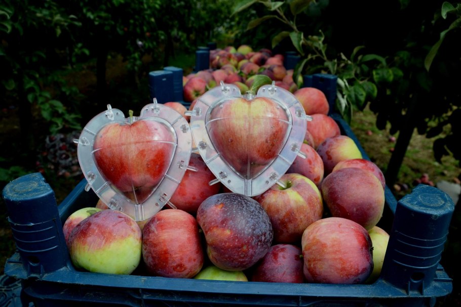 Необычные яблоки