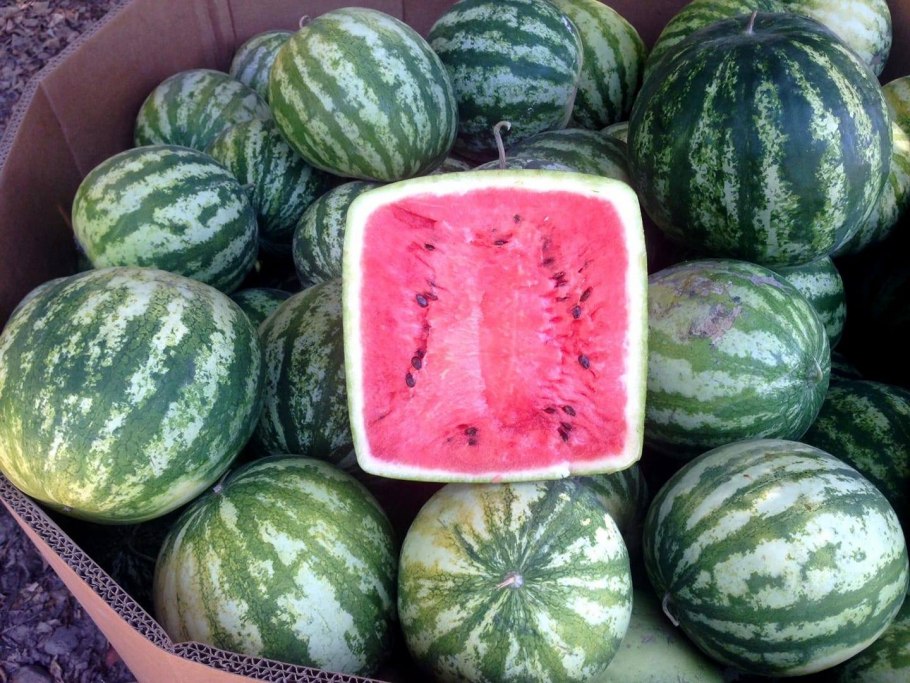 Астраханский сорт арбуза холодок