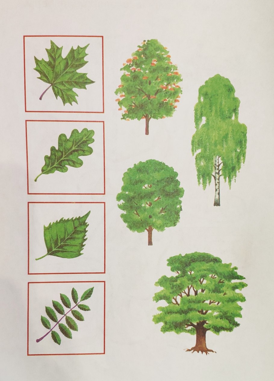 2 D дерево чёрная