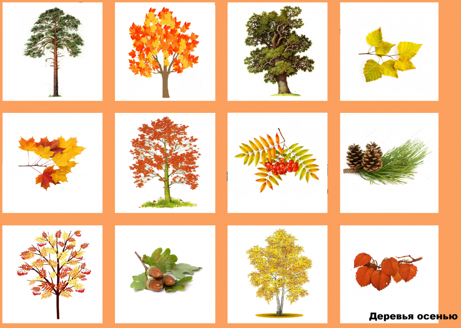 Лиственные деревья для детей