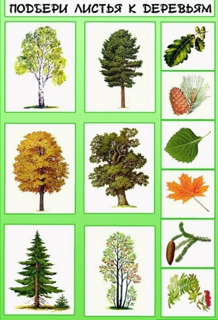 Деревья и кустарники