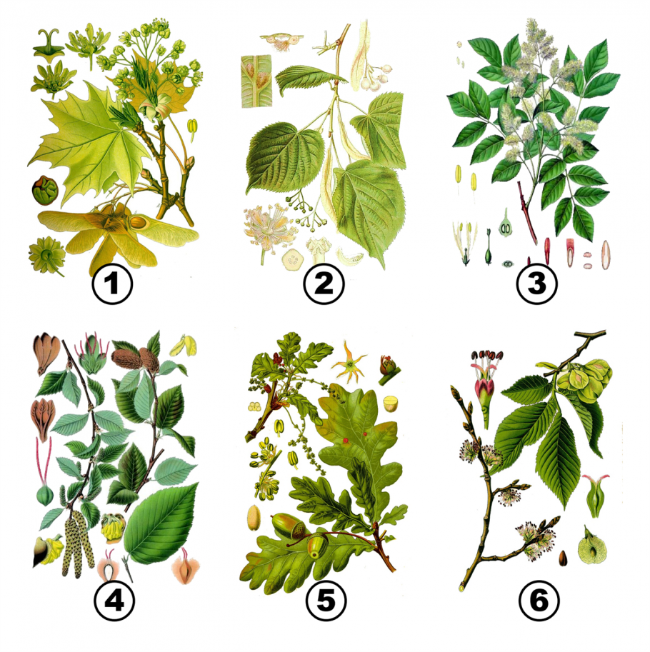 Лиственное дерево или кустарник семейства березовых