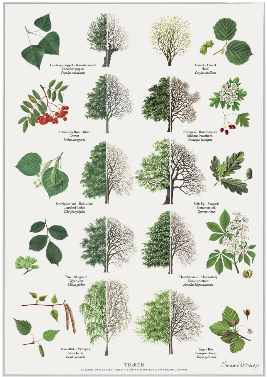 Карточки деревья