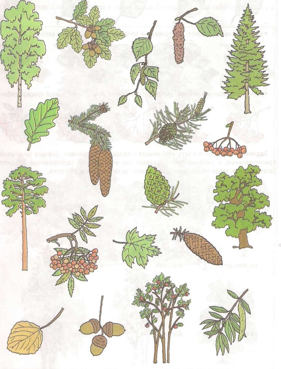 Деревья и плоды