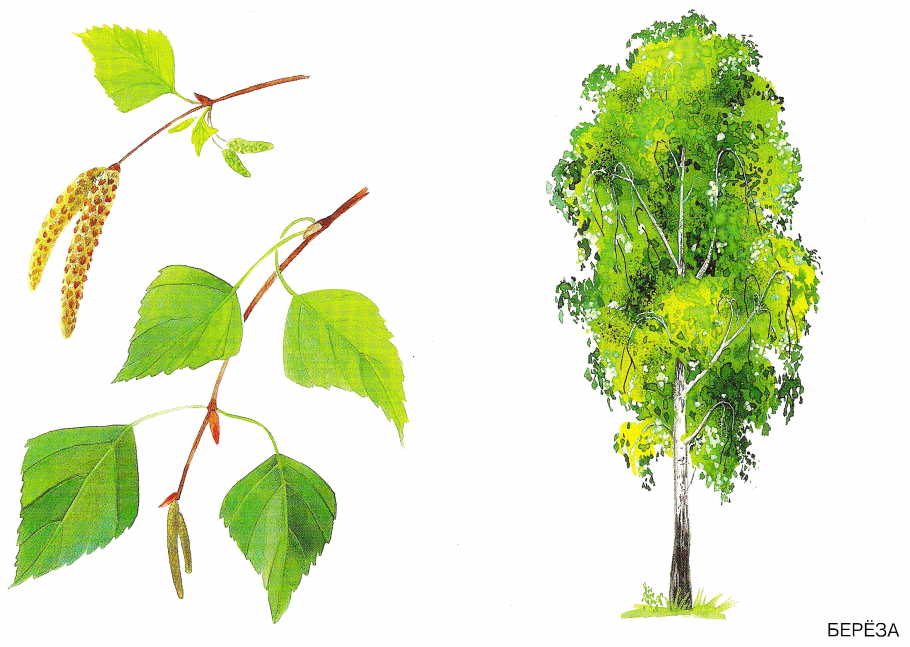 Продолжительность жизни хвои лиственницы