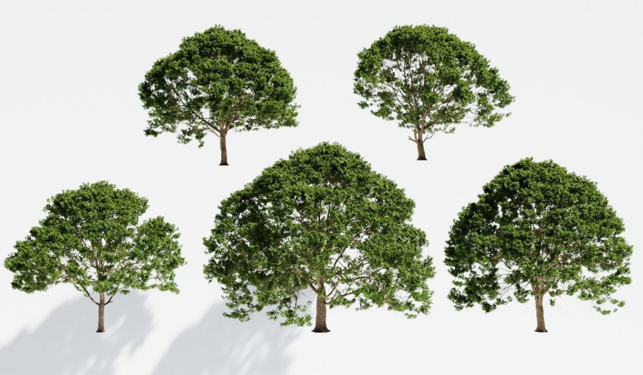 Лиственные деревья и кустарники средней полосы России