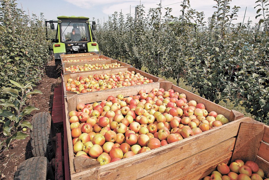 Сбор урожая яблок