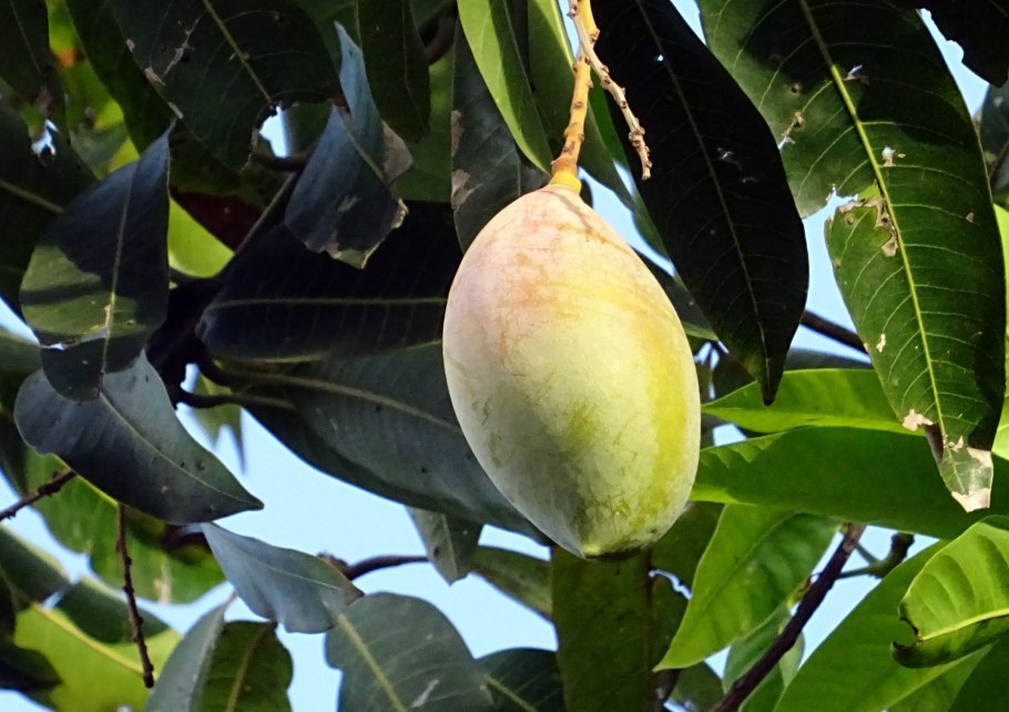 Mangifera Indica дерево