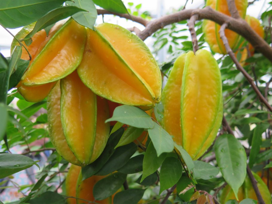 Mango Горизонт