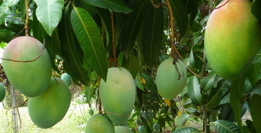 Cerbera odollam