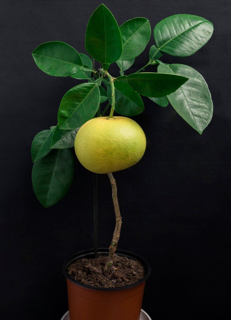 Помело фрукт