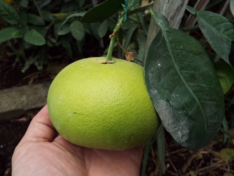 Лукума цветы