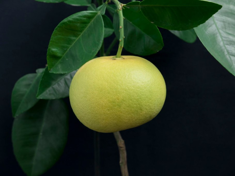 Свити фрукт вкус