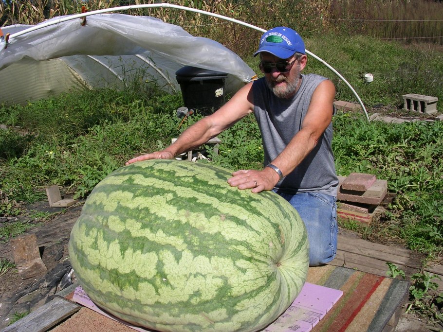 Помело это гибрид