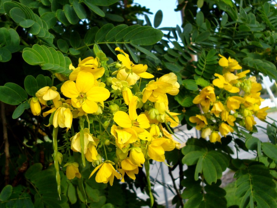 Акация густоцветковая