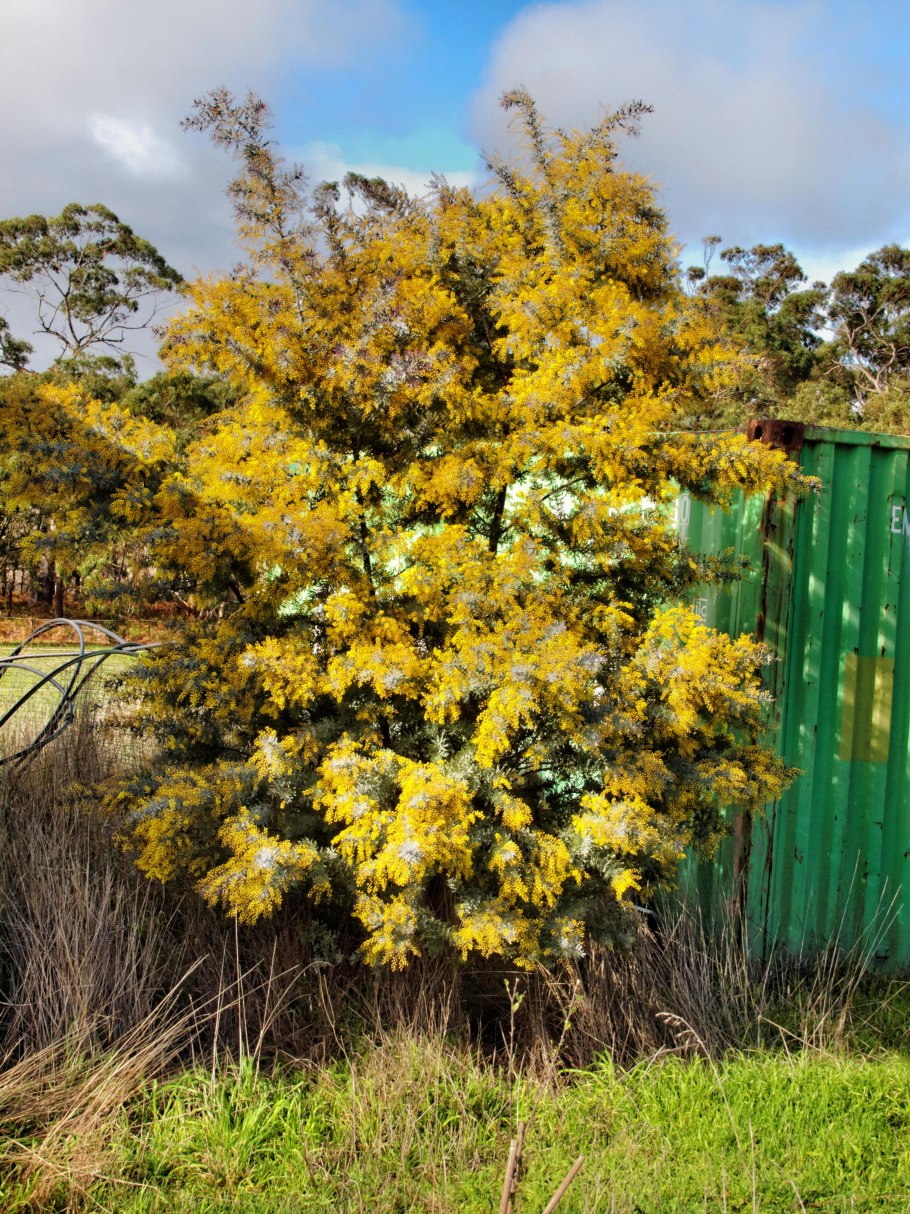 Акация Карагана