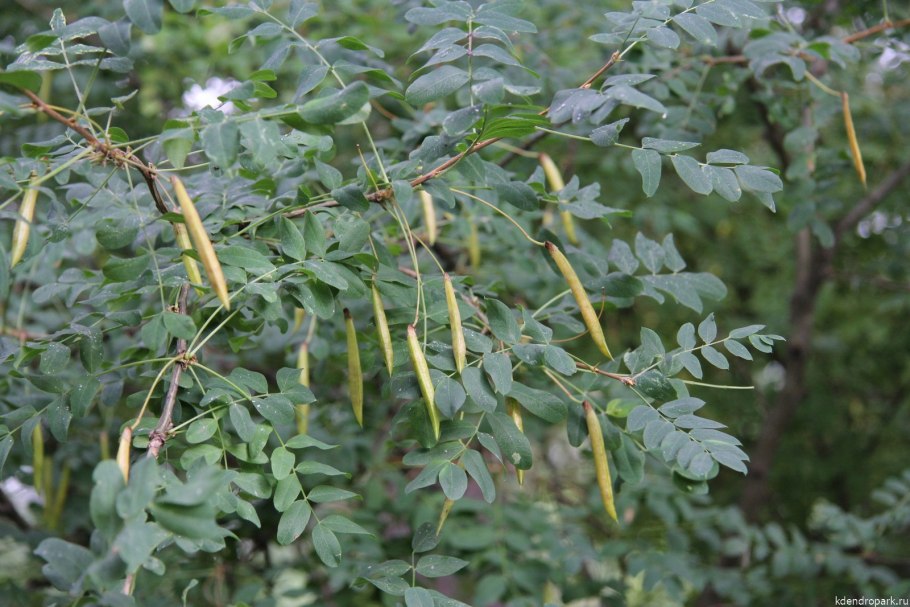 Желтая Акация Карагана медонос