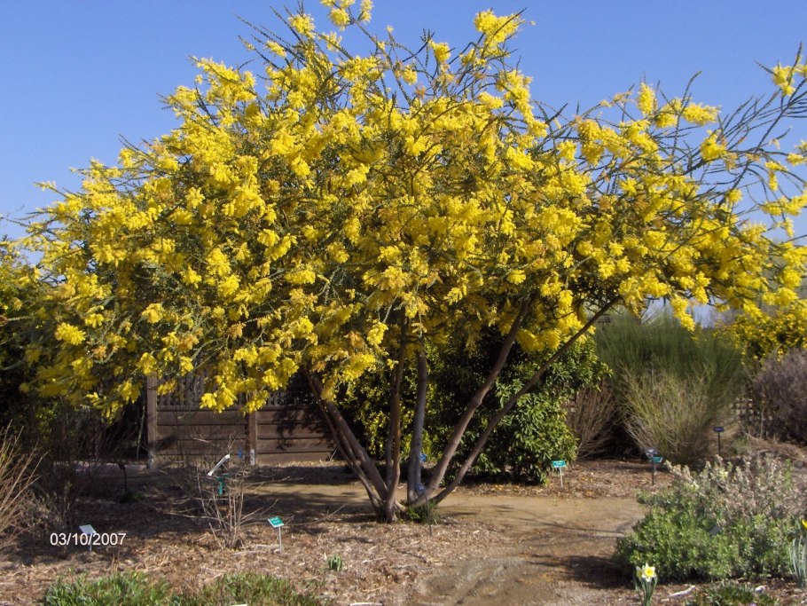 Акация Уральская