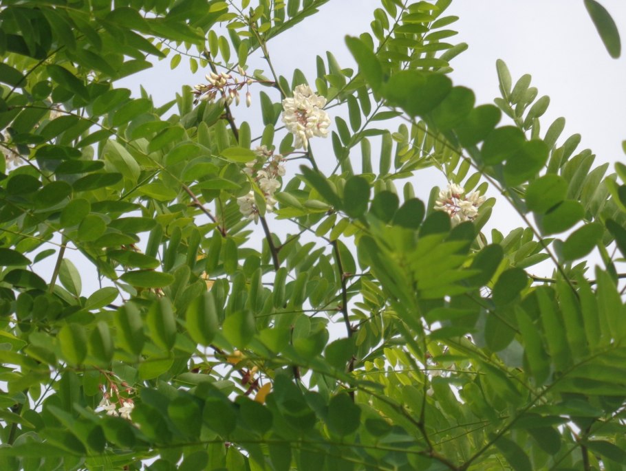 Акация Карагана древовидная