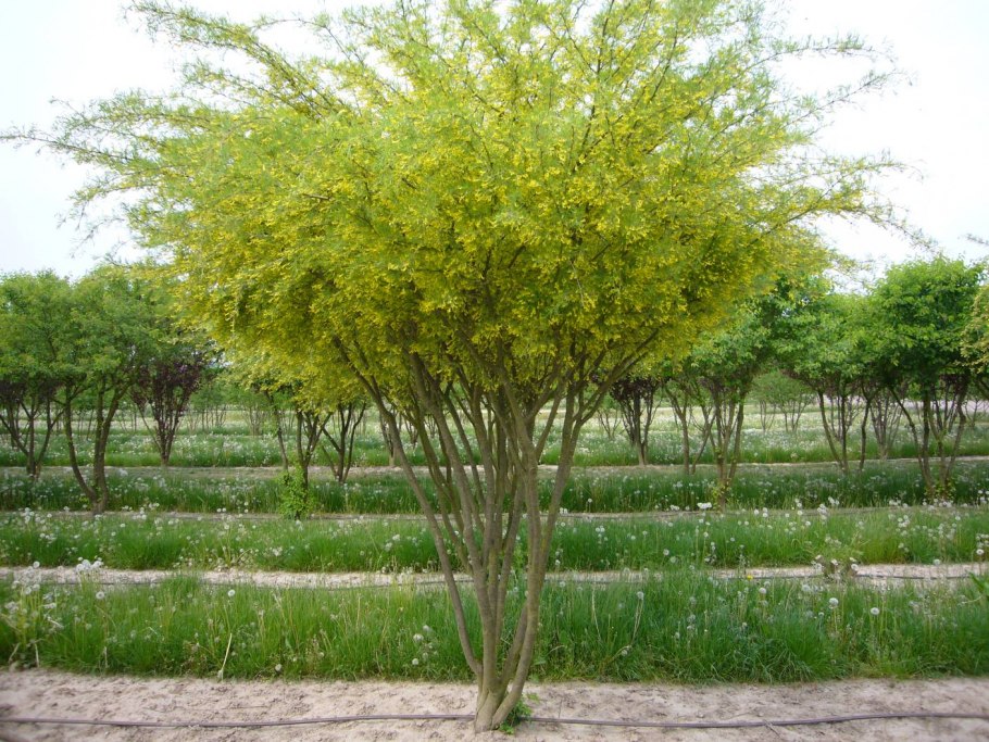 Карагана древовидная (Caragana arborescens)