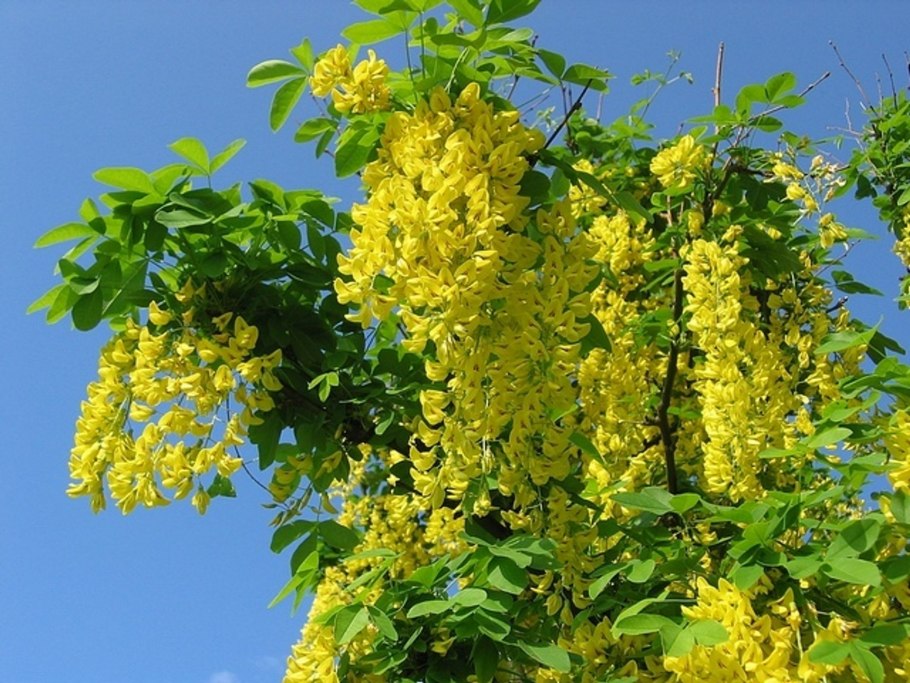 Цветущая Акация дерево