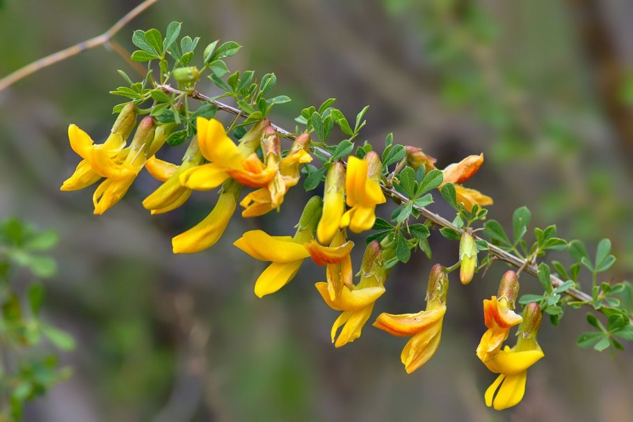Caragana arborescens