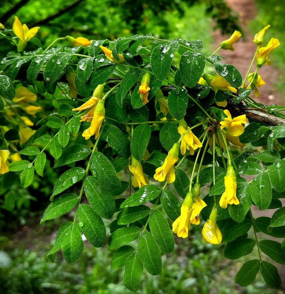 Акация Карагана