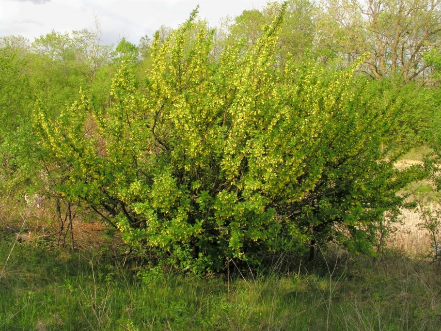 Акация желтая Карагана древовидная