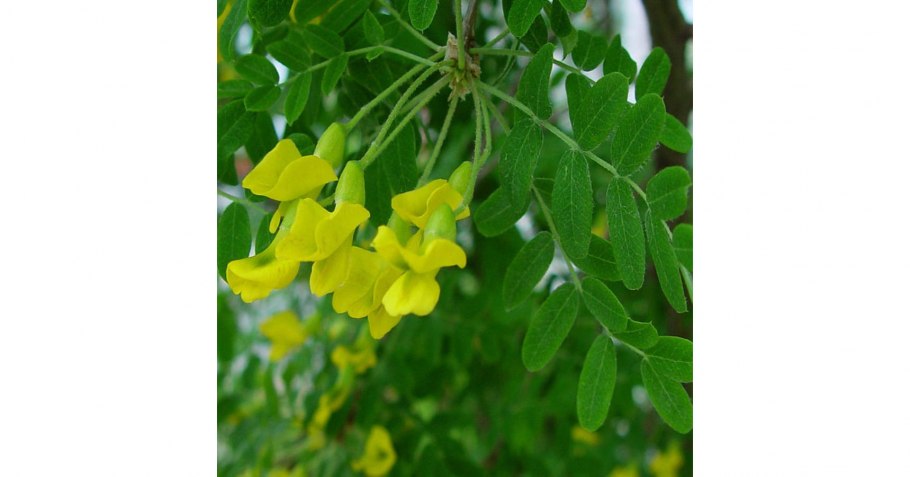 Карагана колючая