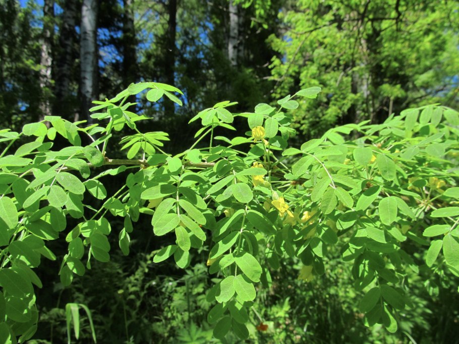 Акация кустарниковая