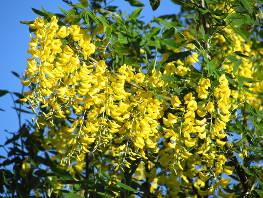 Карагана древовидная куст