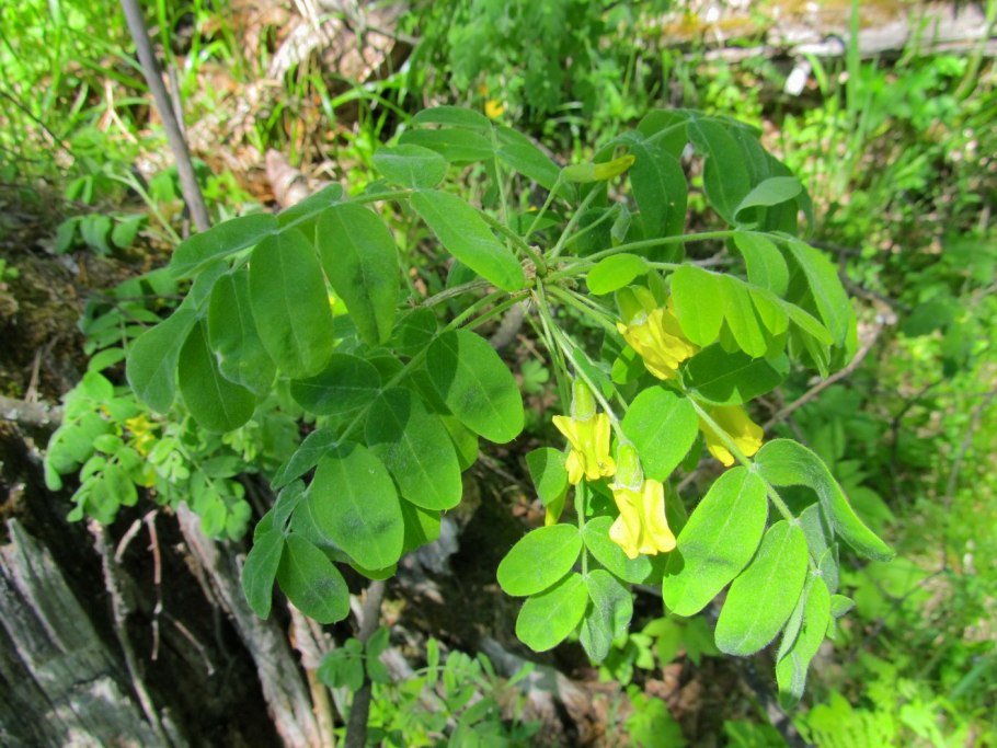 Акация куст для детей