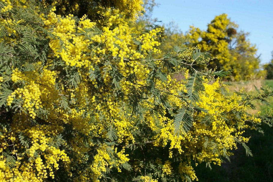 Акация желтая Карагана