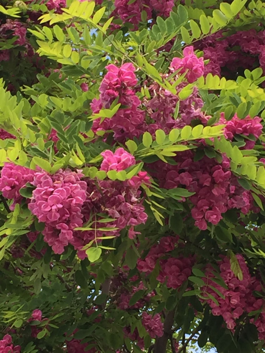 Акация кустарниковая желтая