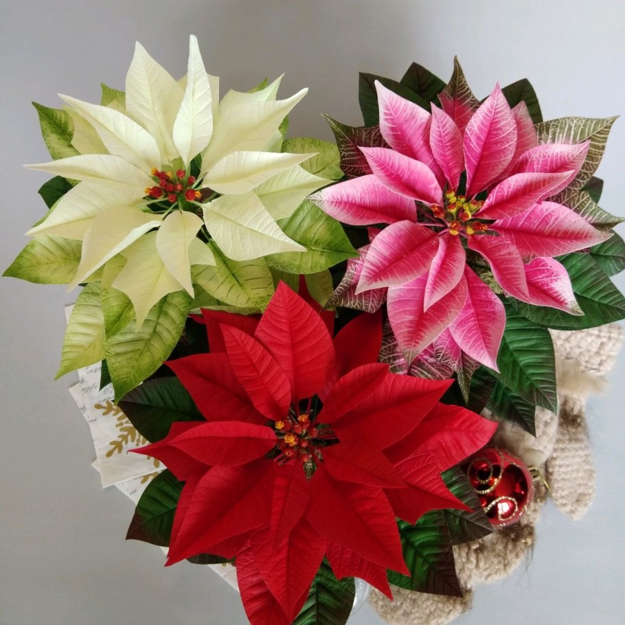 Poinsettia цветок