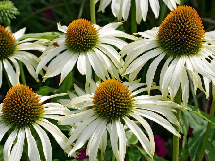 Эхинацея Echinacea Firebird