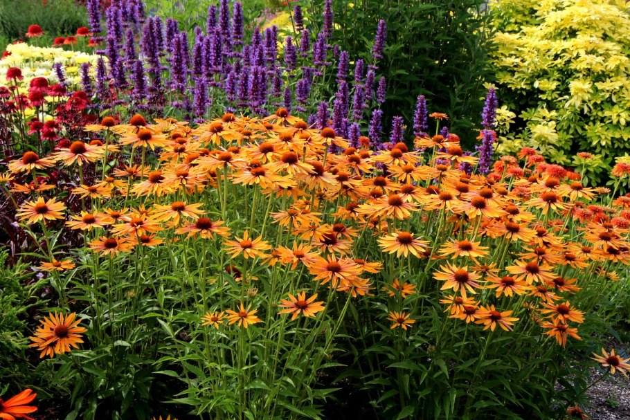 Эхинацея Butterfly Hybrids'. . . . . С2. . . , Echinacea purpurea 'Butterfly Hybrids'