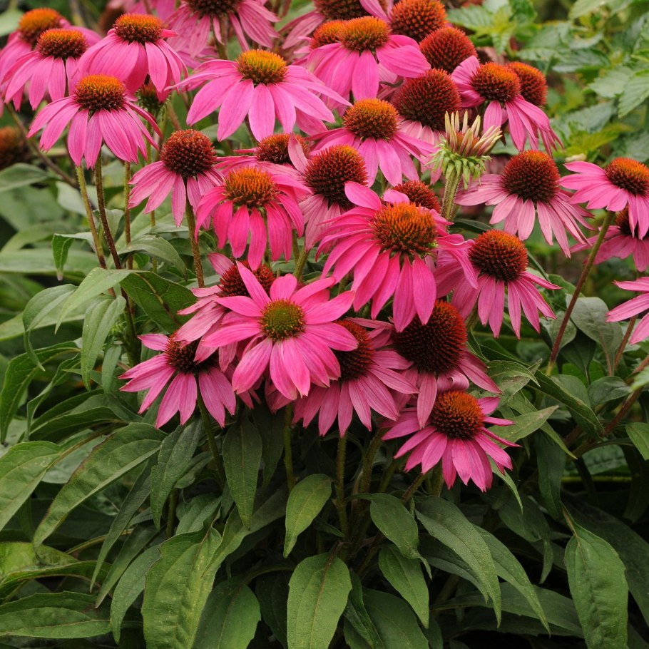 Эхинацея (Echinacea) purpurea