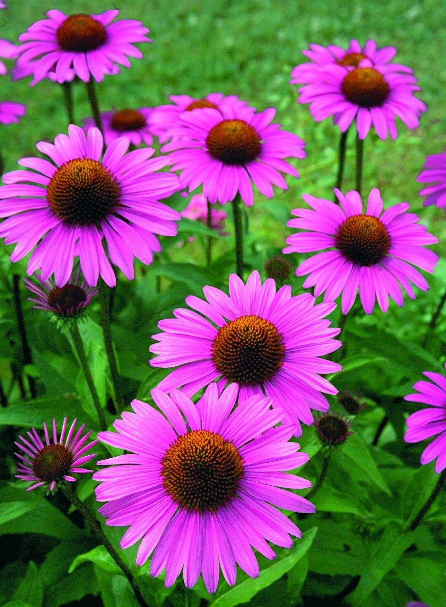 Эхинацея пурпурная (Echinacea purpurea)